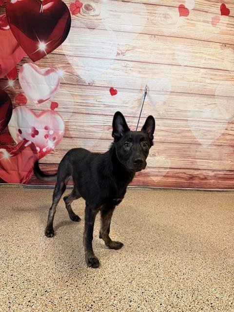 APPLE PIE - German Shepherd Dog available for adoption