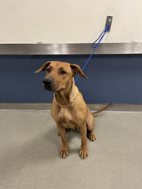NEBULA - Rhodesian Ridgeback available for adoption
