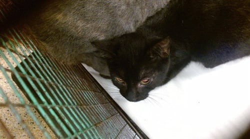 DANY - Domestic Short Hair available for adoption