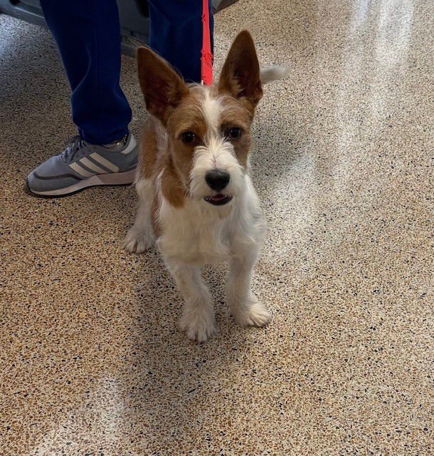 BUDDY - Parson Russell Terrier available for adoption