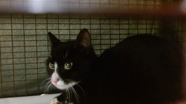 ANITA - Domestic Short Hair available for adoption