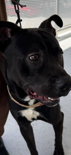 CHOPPA - American Bulldog available for adoption