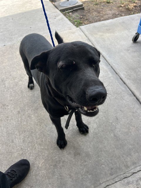 FRED - German Shepherd Dog available for adoption