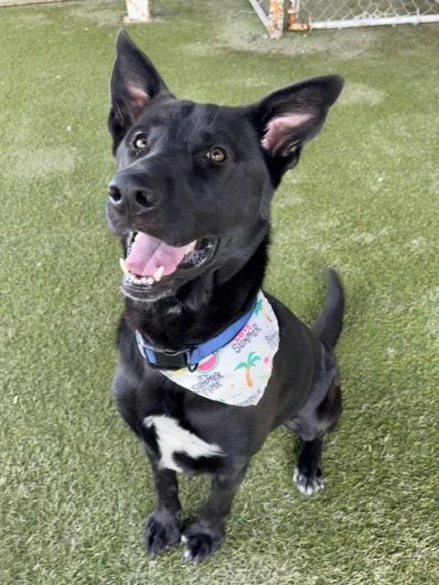 FRED - German Shepherd Dog available for adoption