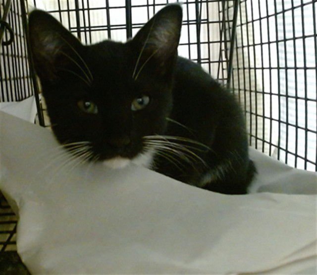 BELEN - Domestic Short Hair available for adoption