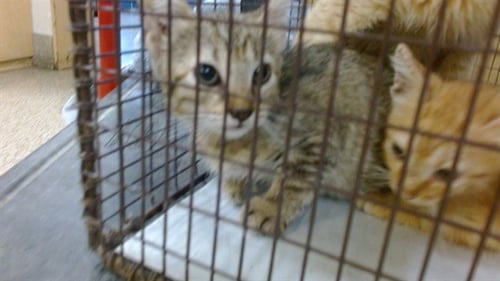 MILLY - Domestic Short Hair available for adoption