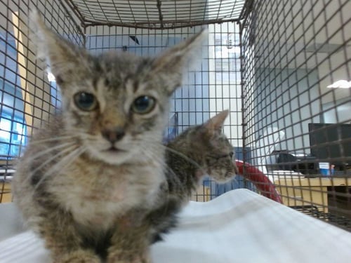 TOM - Domestic Short Hair available for adoption