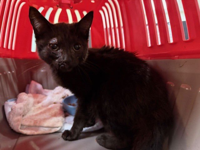 SUGAR - Domestic Short Hair available for adoption