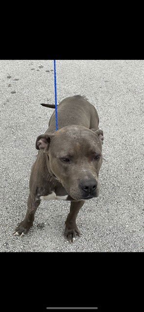 KING - Pit Bull Terrier available for adoption