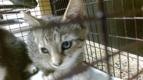 APPLE - Domestic Short Hair available for adoption
