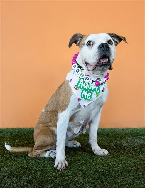 CLEMENTINE - American Bulldog for adoption in Hialeah