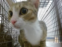 ARAYA - Photo 1