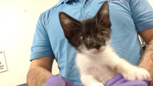 FIFI - Domestic Short Hair available for adoption