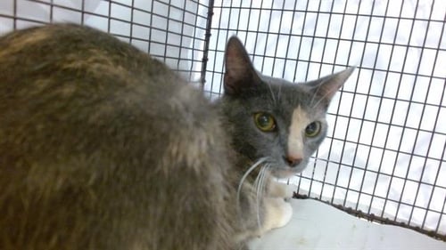 KARA - Domestic Short Hair available for adoption