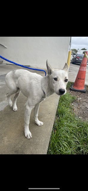 SNOW - Siberian Husky available for adoption