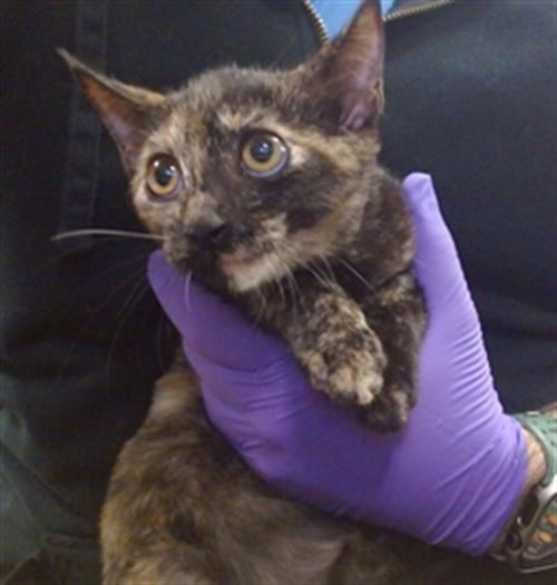 BELADONNA - Domestic Short Hair available for adoption
