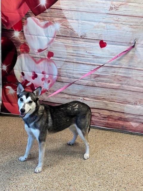 VENUS - Siberian Husky available for adoption