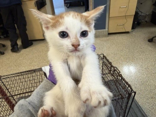 VELVET - Domestic Short Hair available for adoption