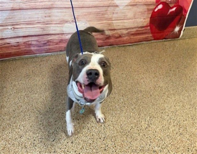 ZANE - Terrier available for adoption