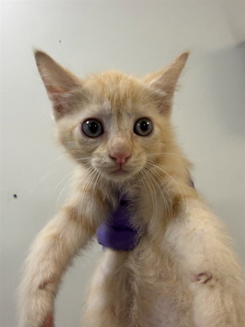 ASLAN - Domestic Short Hair available for adoption