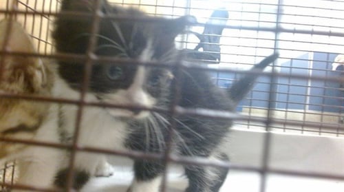 BEAN - Domestic Short Hair available for adoption