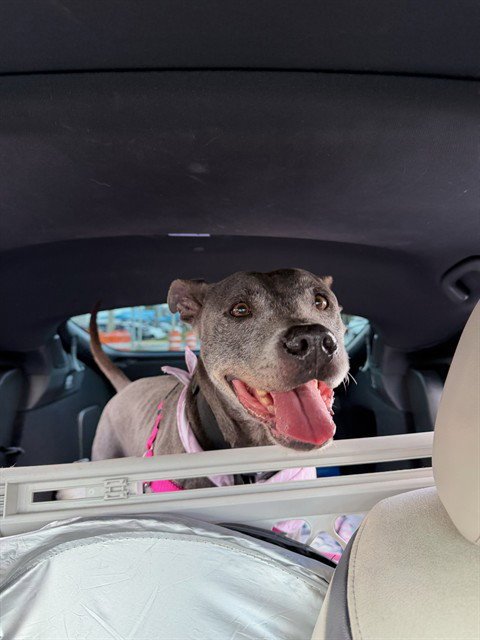 BRINA - American Bulldog for adoption in Miami