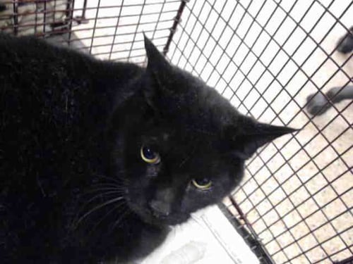 ALEX - Domestic Short Hair available for adoption