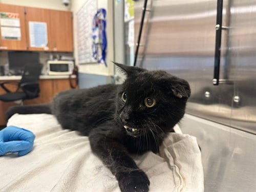 ALEX - Domestic Short Hair available for adoption