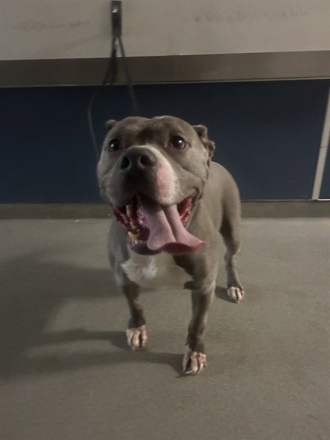 JUNO - Pit Bull Terrier available for adoption
