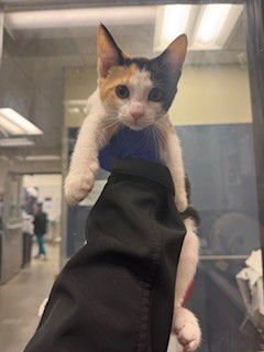 TORTELLINI - Domestic Short Hair available for adoption