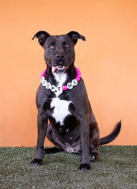IVY - American Staffordshire Terrier available for adoption