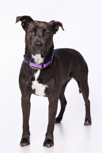 IVY - American Staffordshire Terrier available for adoption
