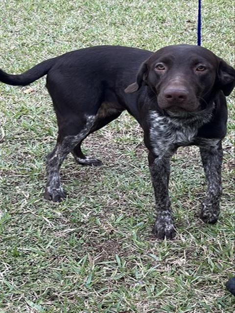 BUDDY - Pointer available for adoption