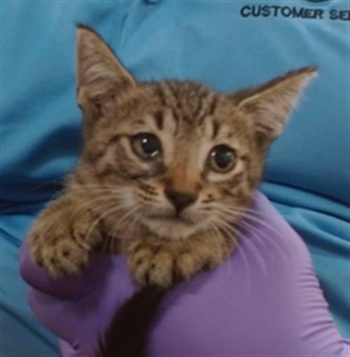 DORAYAKI - Domestic Short Hair available for adoption