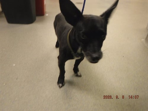 DAFFY - Chihuahua available for adoption