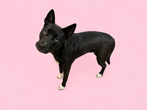 HARPER - Siberian Husky / Labrador Retriever available for adoption