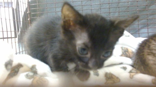 BEETHOVEN - Domestic Short Hair available for adoption