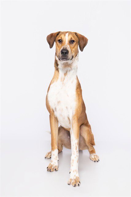 ARLO - English Foxhound available for adoption