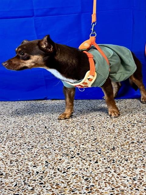 BAILEY - Miniature Pinscher / Chihuahua available for adoption