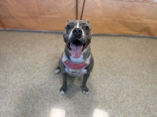 POOKIE - American Bulldog available for adoption