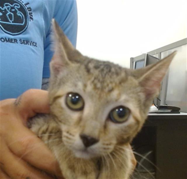 CLARITA - Domestic Short Hair available for adoption