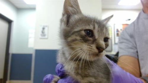 BALI - Domestic Short Hair available for adoption
