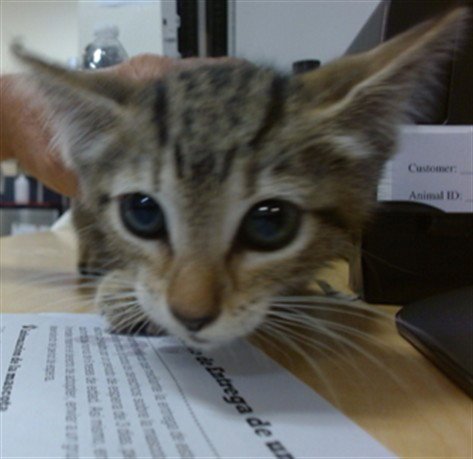 IVANIA - Domestic Short Hair available for adoption