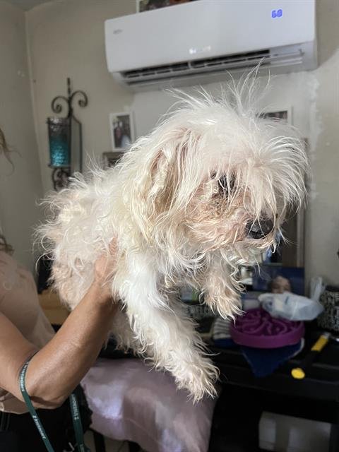 CHIP - Maltese available for adoption