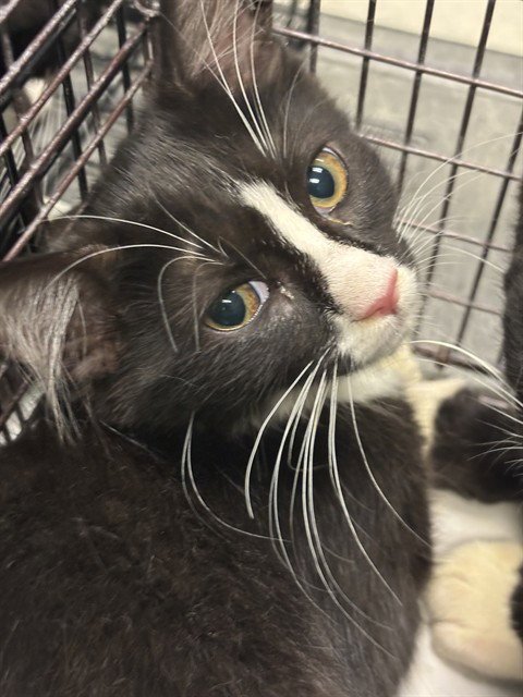 A2798633 - Domestic Short Hair available for adoption