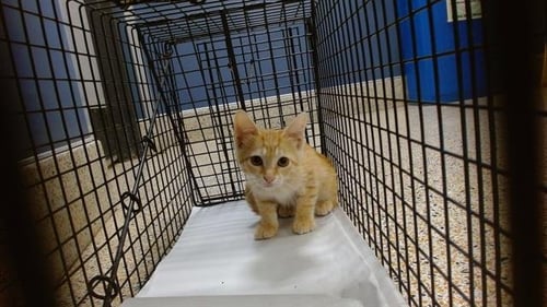 KITTY - Domestic Short Hair available for adoption
