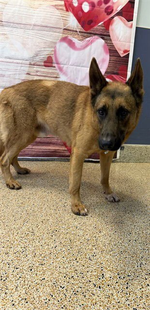 TWIST - German Shepherd Dog available for adoption