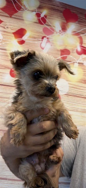 CINDY - Yorkshire Terrier Yorkie available for adoption