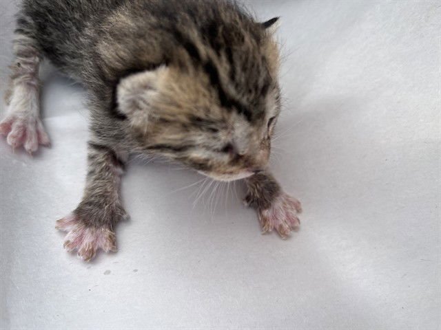 STAR - Domestic Long Hair available for adoption