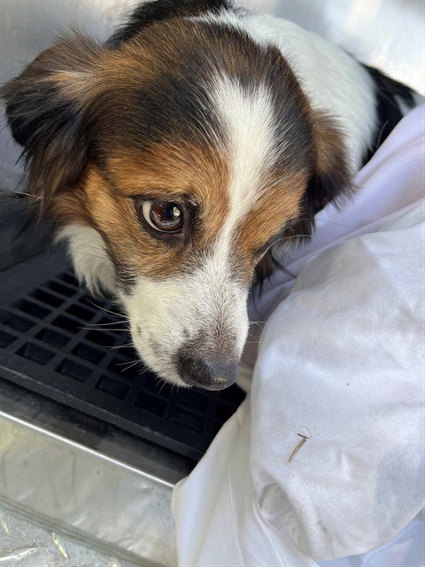 THANOS - Cavalier King Charles Spaniel available for adoption